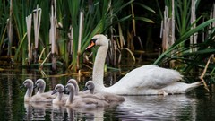 Animals Birds Swans baby birds