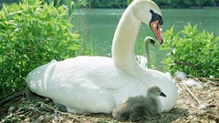 Animals Birds Swans baby birds