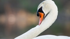 Animals Birds Swans long neck