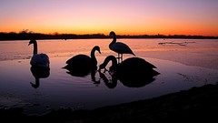 Animals Birds Swans silhouettes lakes