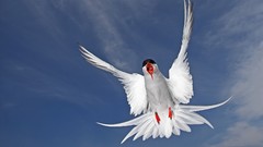 Animals Birds tern