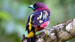 Animals Birds Thailand exotic upscaled