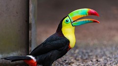 Animals Birds toucans