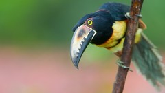 Animals Birds toucans