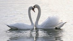 Animals Birds two Swans lovers