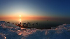 Animals Birds wildlife