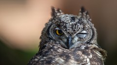 Animals Birds wink Owls