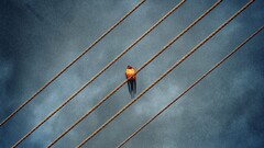 Animals Birds wire Simple Background blue metal blue background