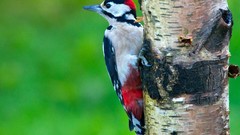 Animals Birds woodpecker