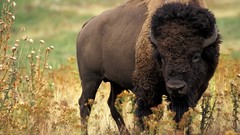 Animals bison