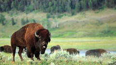 Animals bison