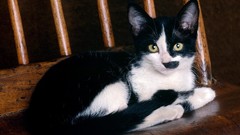 Animals black and white