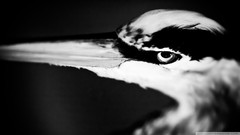 Animals black and white Birds