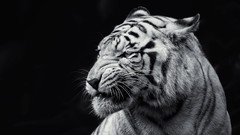Animals black and white black background Tigers grayscale