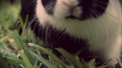 Animals black and white Bunnies