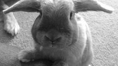 Animals black and white Bunnies