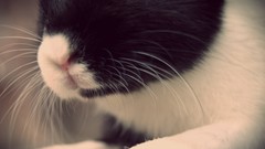 Animals black and white bunny suit