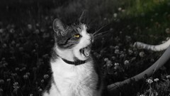 Animals black and white cats