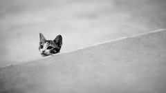 Animals black and white cats