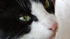 Animals black and white cats