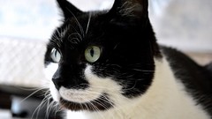 Animals black and white cats back