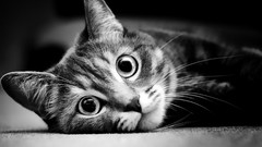 Animals black and white cats Kittens pets grayscale