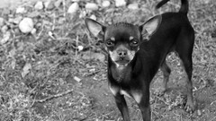 Animals black and white Dogs pets