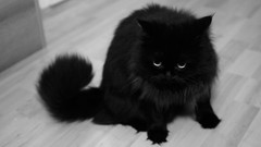 Animals black and white eyes cats fur