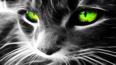 Animals black and white eyes cats green eyes
