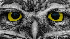 Animals black and white eyes yellow eyes Owls