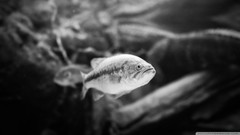Animals black and white fish sealife