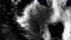 Animals black and white Fractals Wolves blue eyes deviantart 