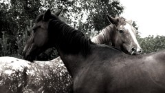 Animals black and white Horses