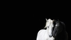 Animals black and white Horses
