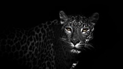 Animals black and white Leopards