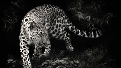 Animals black and white Leopards