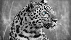Animals black and white Leopards Spotted feline selective 
