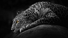 Animals black and white Leopards wildlife selective coloring