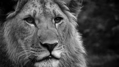Animals black and white monochrome Lions