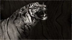 Animals black and white patterns Tigers
