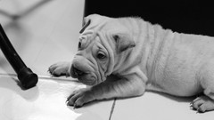 Animals black and white Puppies Dogs shar pei pets