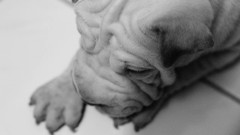 Animals black and white Puppies Dogs shar pei pets