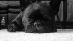 Animals black and white sleeping french bulldog domestic dog