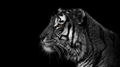 Animals black and white Tigers