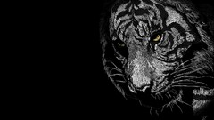 Animals black and white Tigers yellow eyes