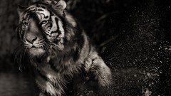 Animals black and white Wild Tigers shadows wild animals