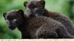 Animals black baby animals panthers