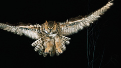 Animals black background animal