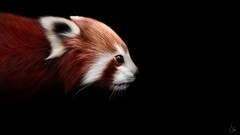 Animals black background artwork red pandas