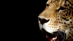 Animals black background feline Fractalius